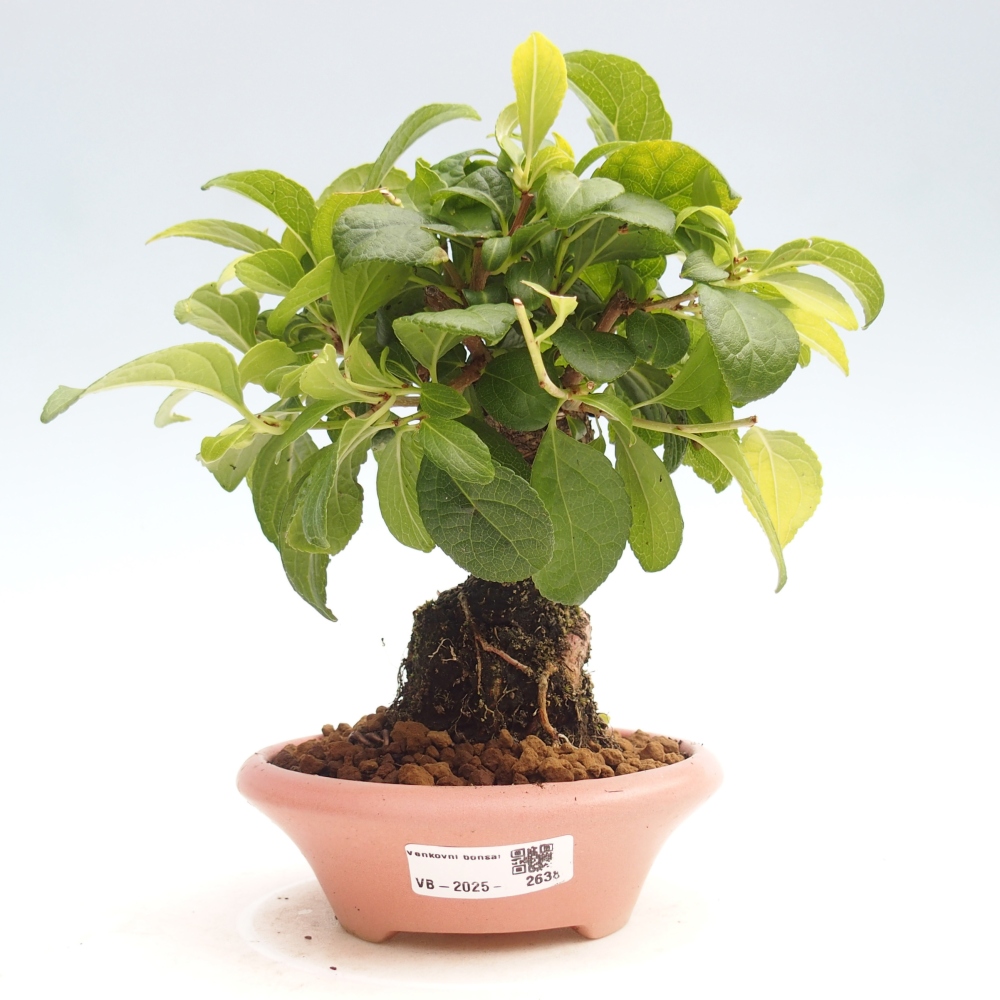 Bonsai für draußen - Celastrus orbiculatus
