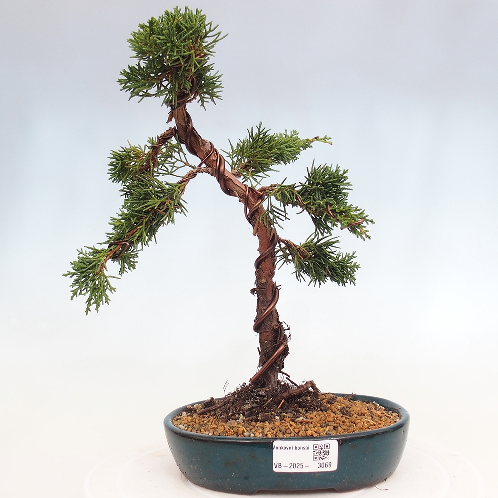 Bonsai für draußen - Juniperus chinensis Kishu