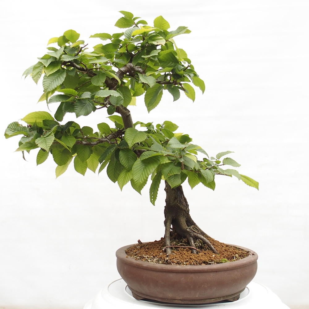 Bonsai für draußen - Hainbuche - Carpinus betulus