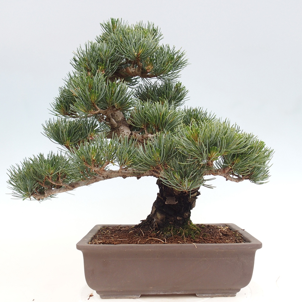 Bonsai für draußen - Pinus parviflora - Pinus parviflora
