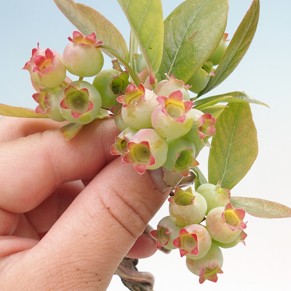Bonsai für draußen - Kanadische Heidelbeere - Vaccinium corymbosum