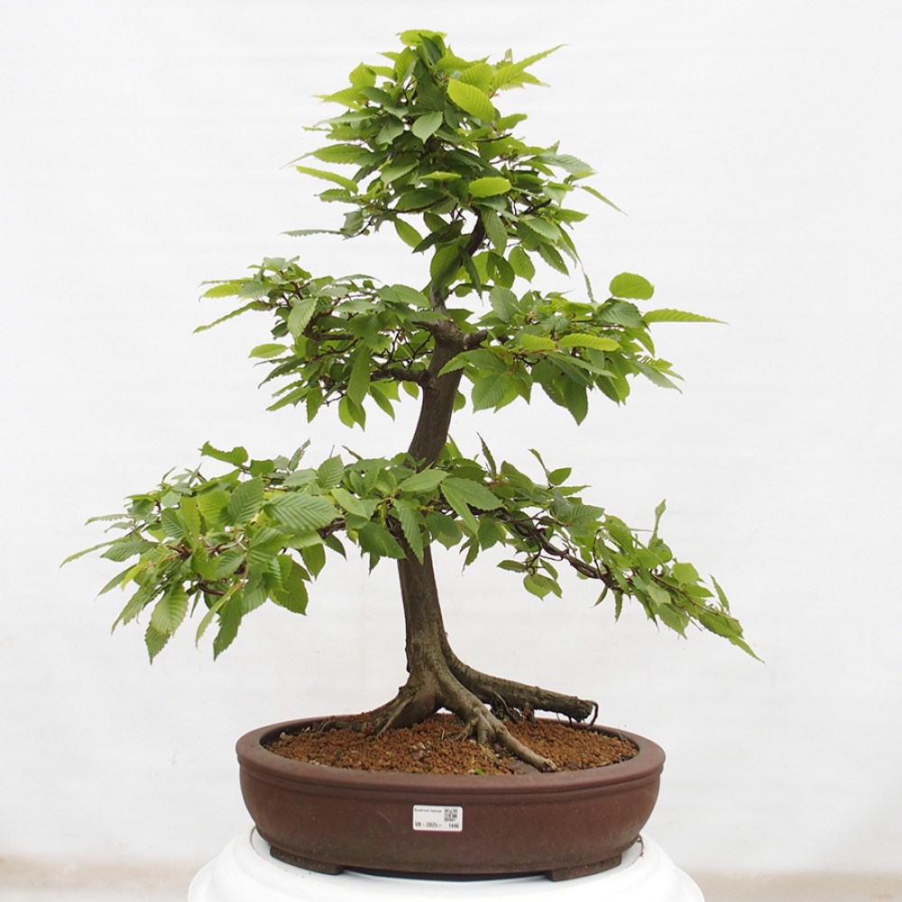 Bonsai für draußen - Hainbuche - Carpinus betulus