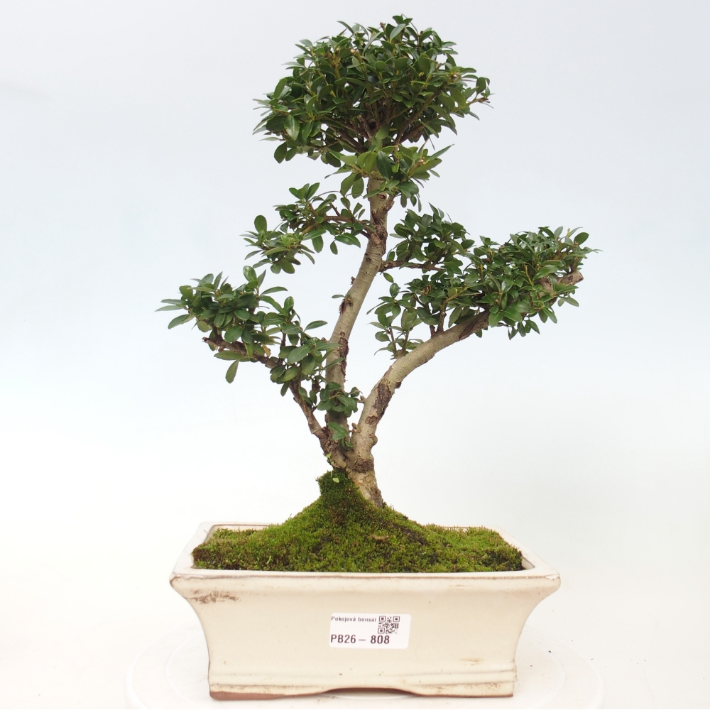 Zimmer Bonsai - Ilex crenata - Stechpalme
