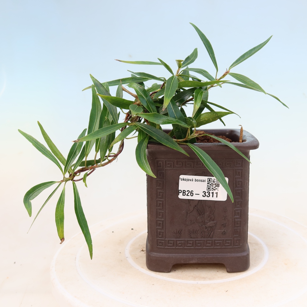 Zimmerbonsai - Ficus nerifolia - Kleinblättriger Ficus