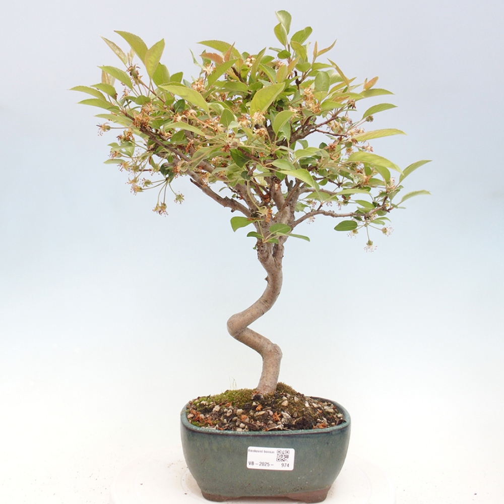 Outdoor-Bonsai -Malus halliana - Kleinfrüchtiger Apfelbaum