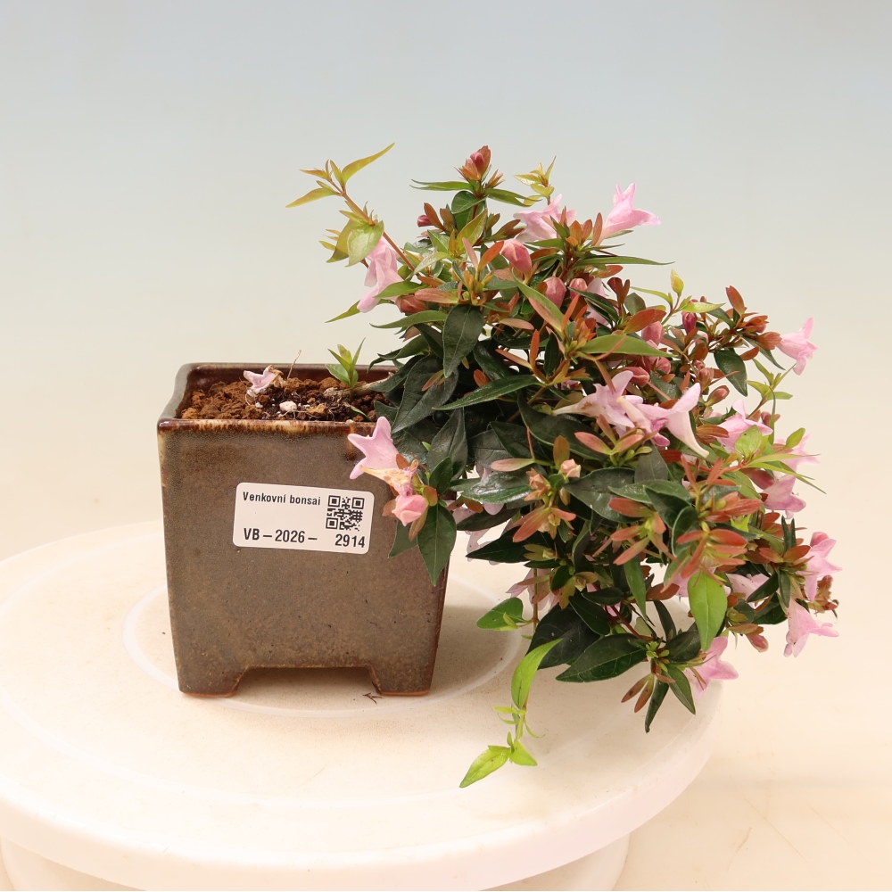Bonsai für den Außenbereich – Abelia Edward Goucher – Großblumige Abelia