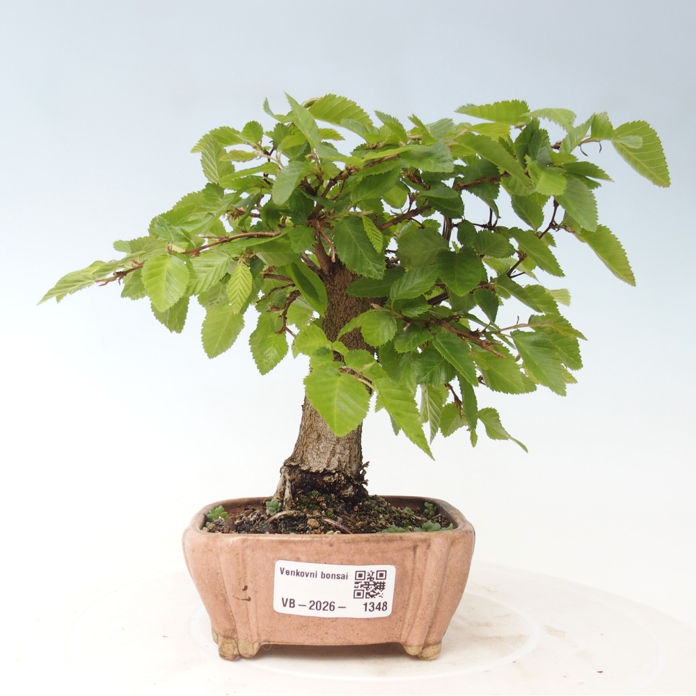 Bonsai für draußen -Carpinus CARPINOIDES - Koreanische Hainbuche