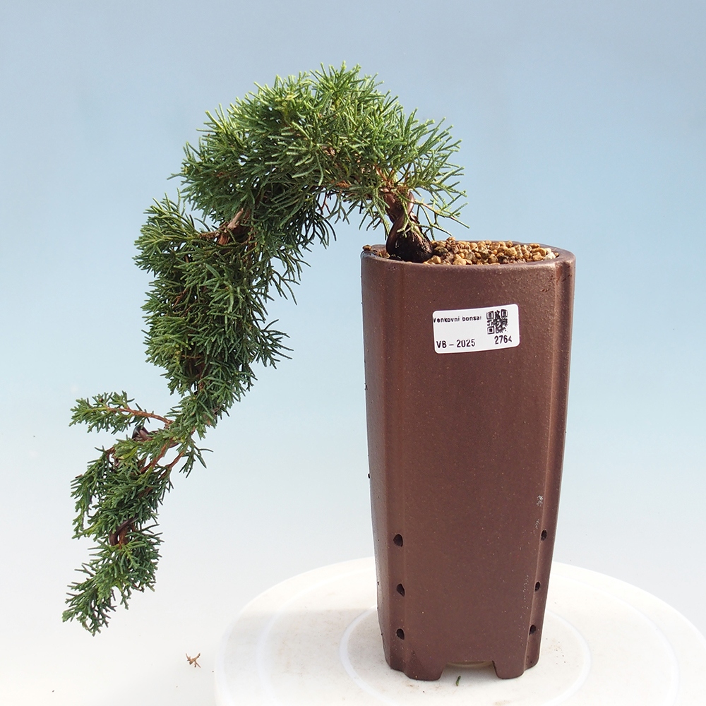 Bonsai für draußen - Juniperus chinensis Kishu