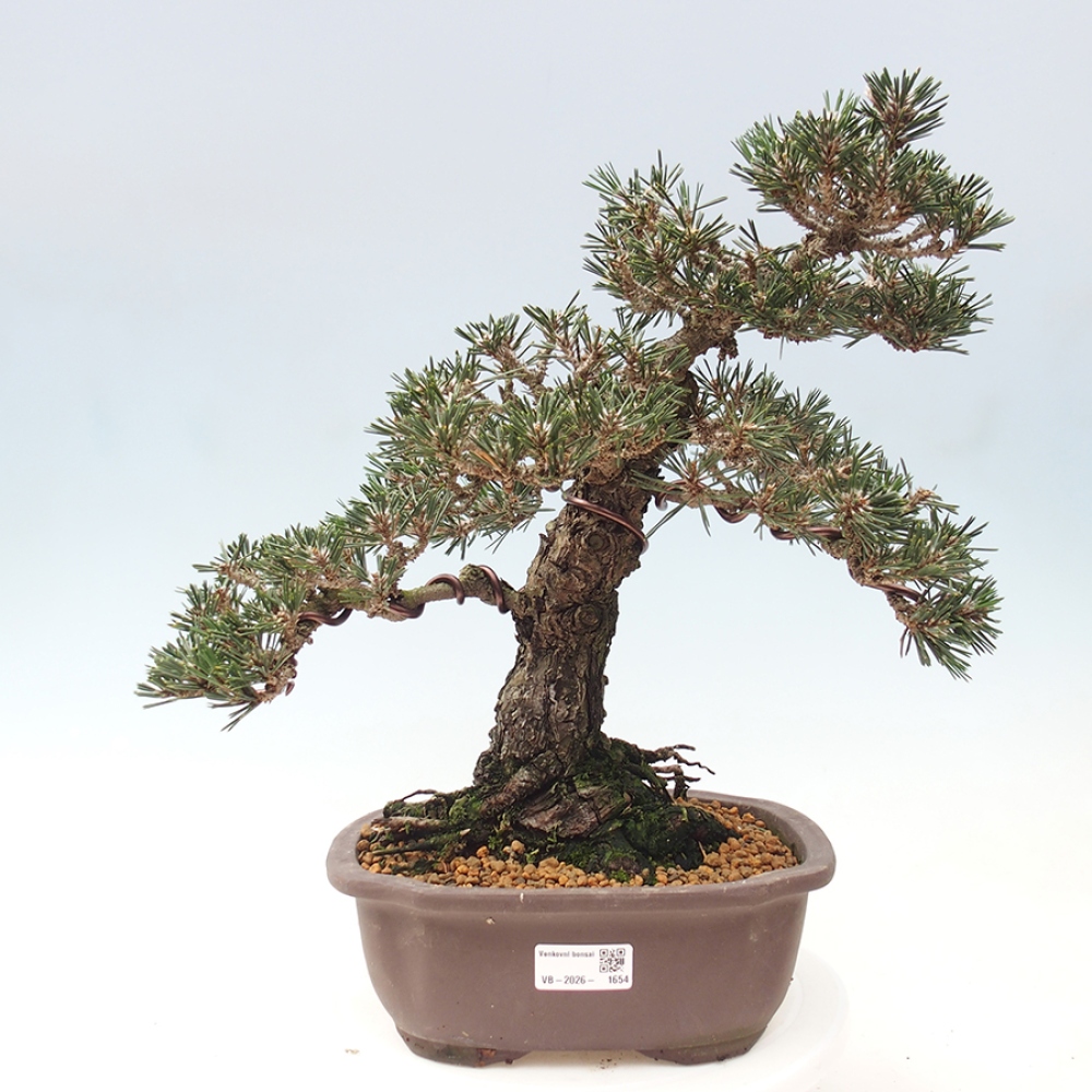 Bonsai für draußen - Pinus thunbergii Kotobuki - Thunberg-Kiefer