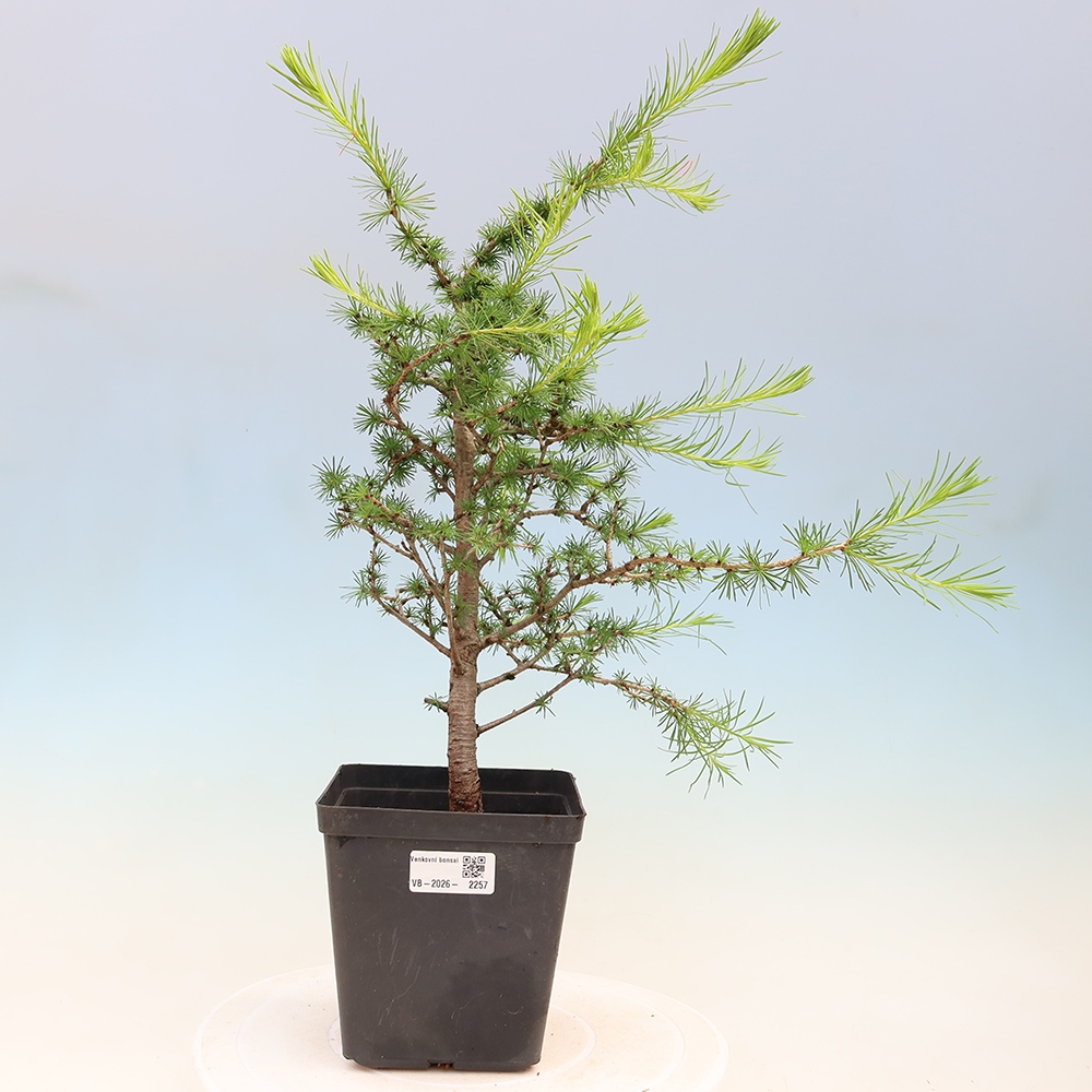 Bonsai für draußen -Larix decidua - Lärche