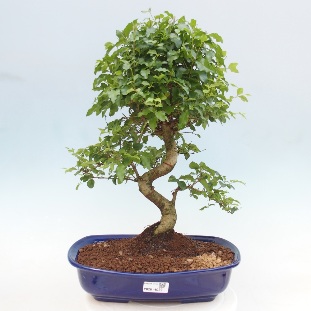 Zimmer Bonsai -Ligustrum chinensis - Vogelschnabel