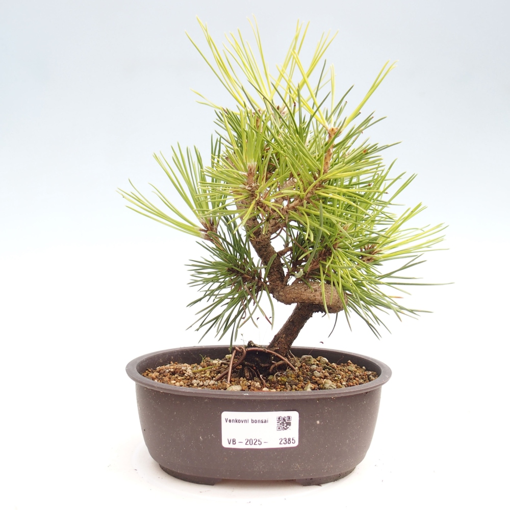 Bonsai für draußen - Pinus thunbergii - Thunberg-Kiefer