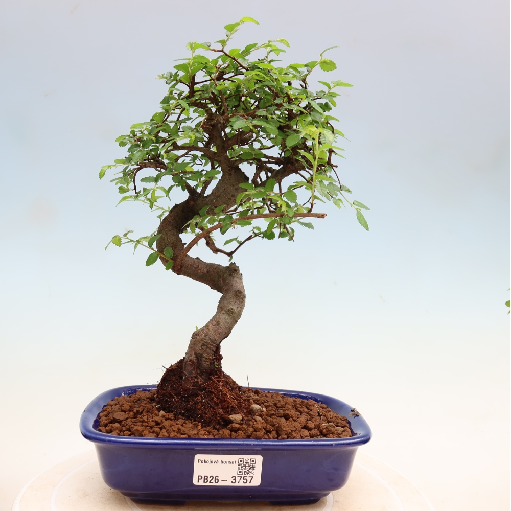 Zimmerbonsai - Ulmus parvifolia - Kleinblättrige Ulme
