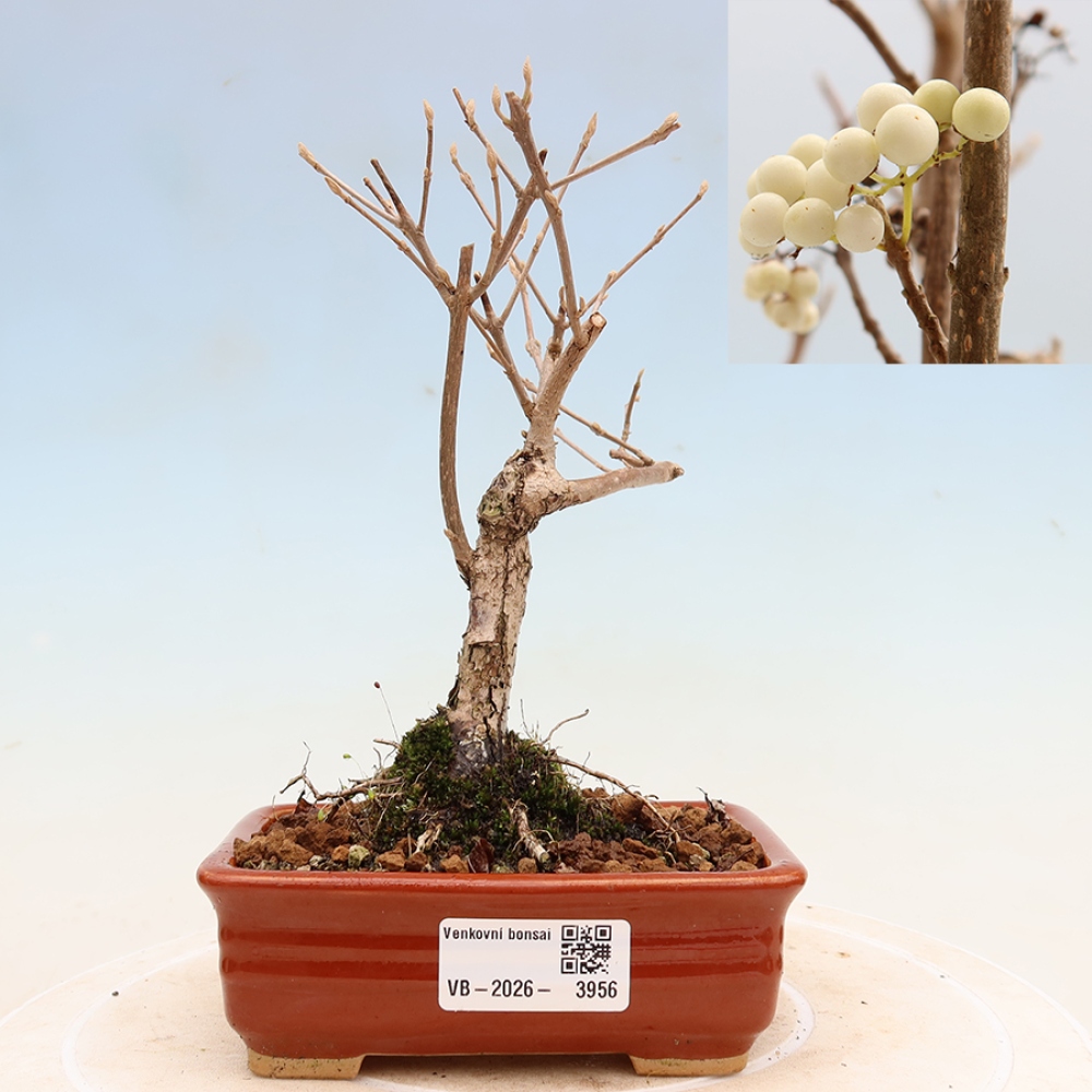 Bonsai für den Außenbereich – Callicarpa bodinieri „Snowqueen“ – Schönfrucht