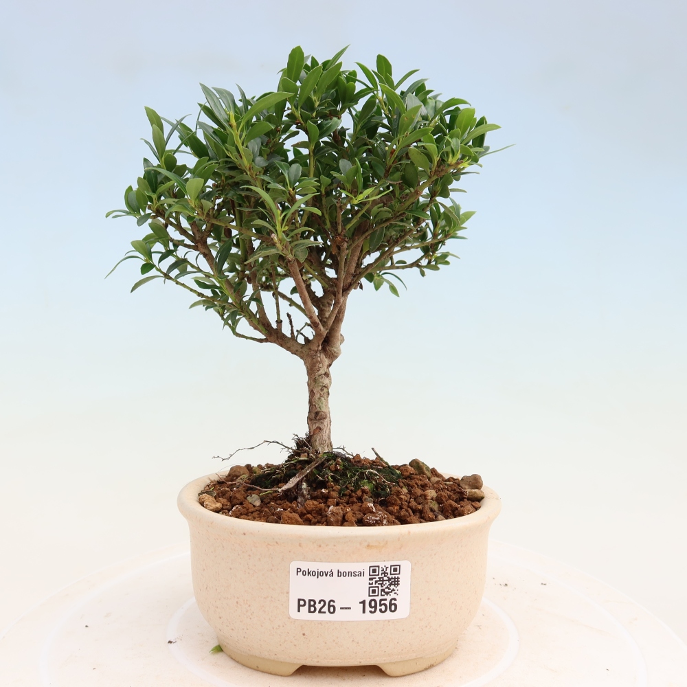 Zimmer Bonsai - Ilex crenata - Stechpalme