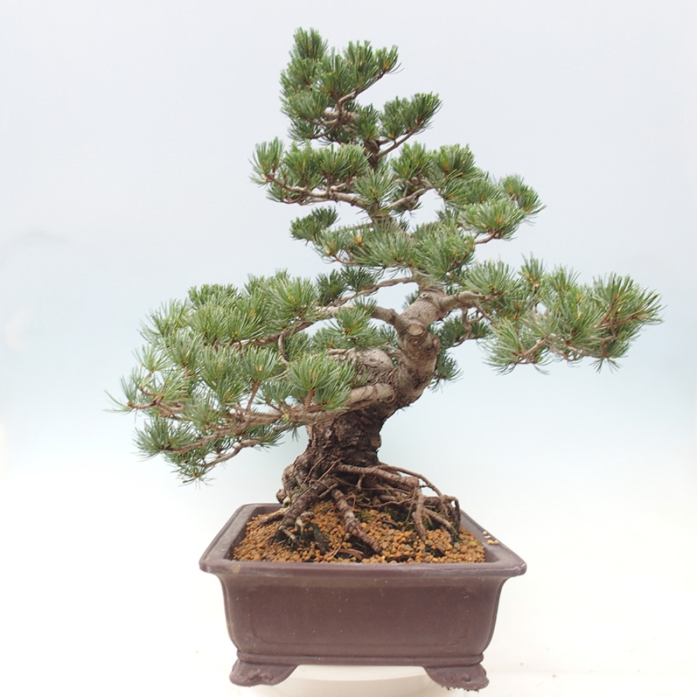 Bonsai für draußen - Pinus parviflora - Pinus parviflora