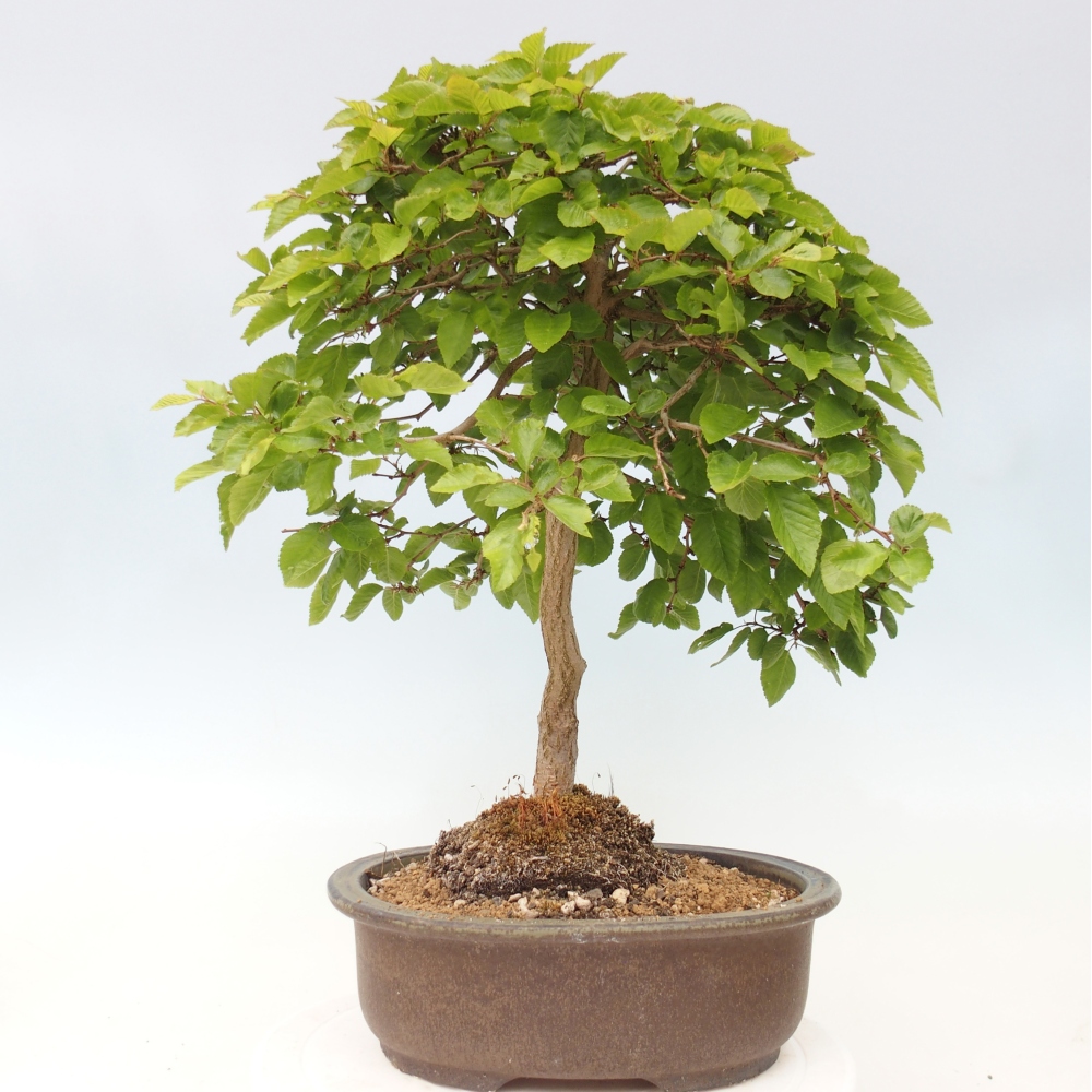 Bonsai für draußen -Carpinus CARPINOIDES - Koreanische Hainbuche
