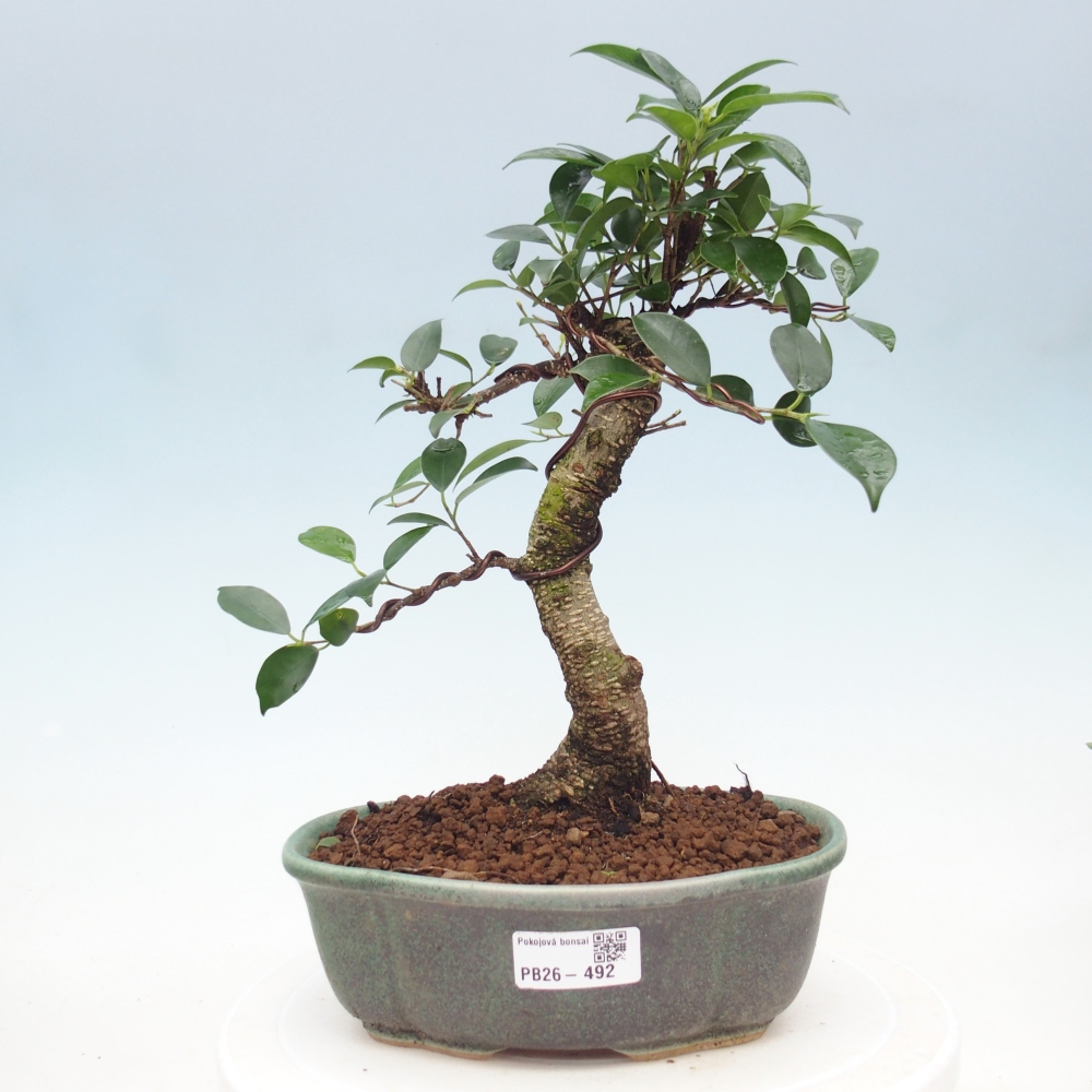 Zimmerbonsai - Ficus retusa - Kleinblättriger Ficus