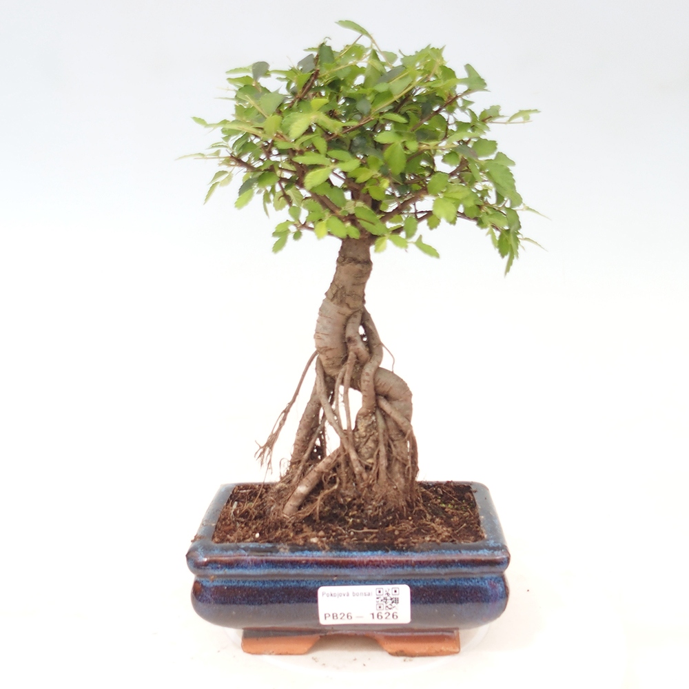 Zimmerbonsai - Ulmus parvifolia - Kleinblättrige Ulme