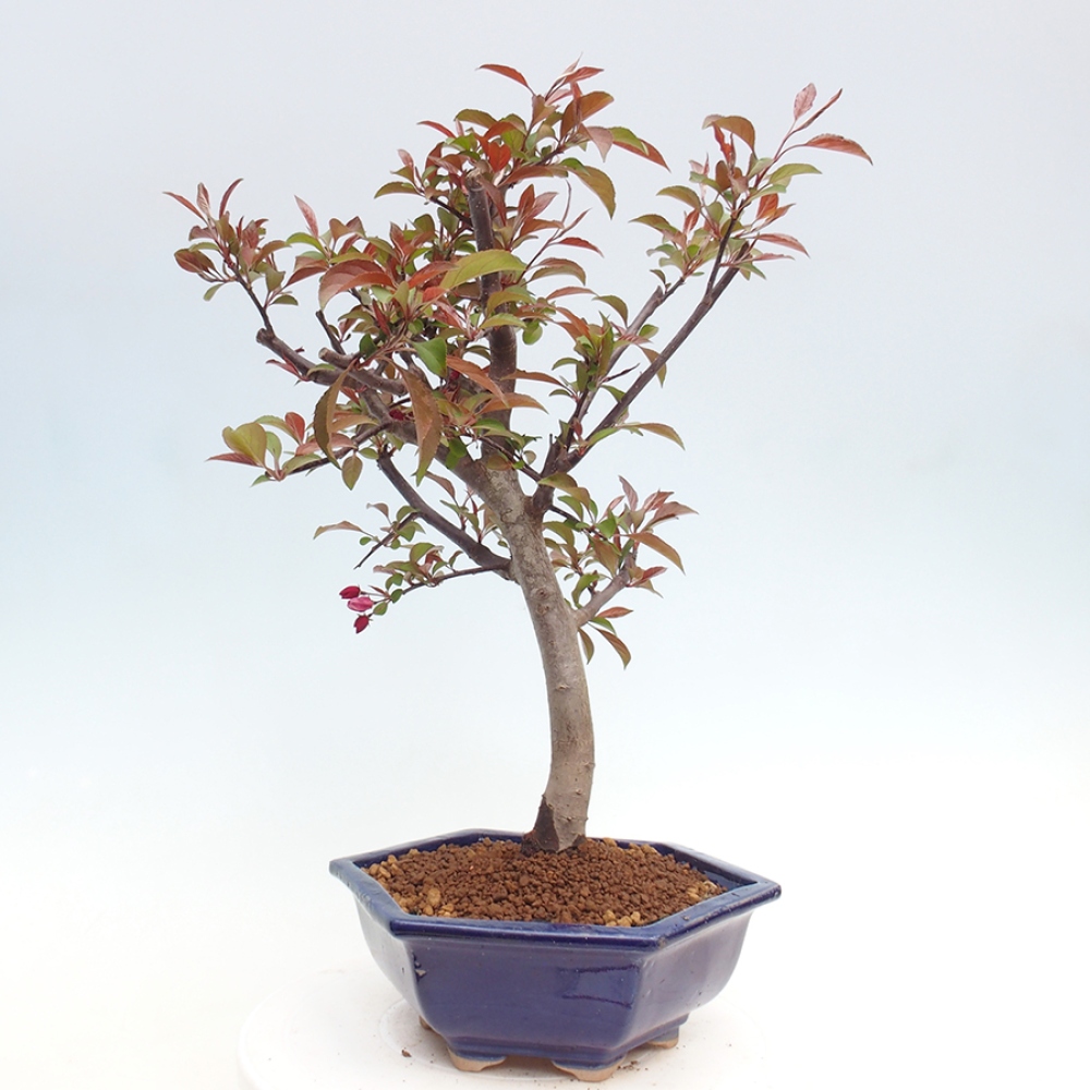 Outdoor-Bonsai -Malus domestica - Kleinfrüchtiger rotblättriger Apfelbaum