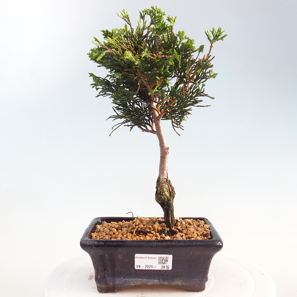 Bonsai für draußen - Cham.pis obtusa Nana Gracilis - Zypresse