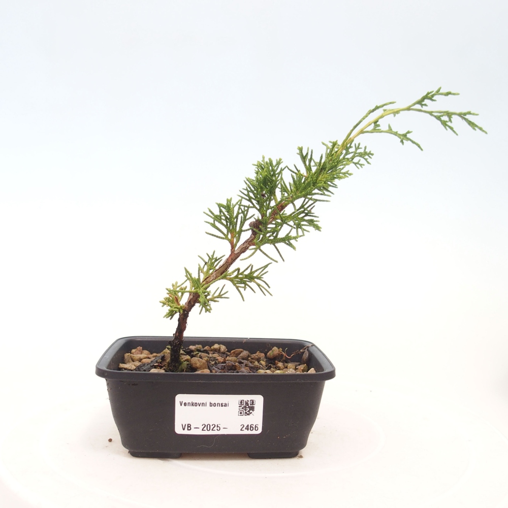 Bonsai für draußen - Juniperus chinensis Itoigawa