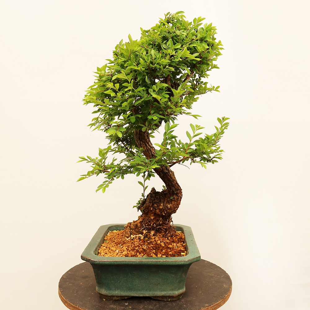 Bonsai für draußen - Zelkova - Zelkova NIRE