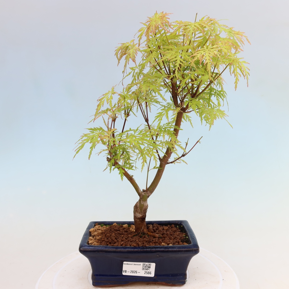 Bonsai für draußen - Acer palmatum Dissectum
