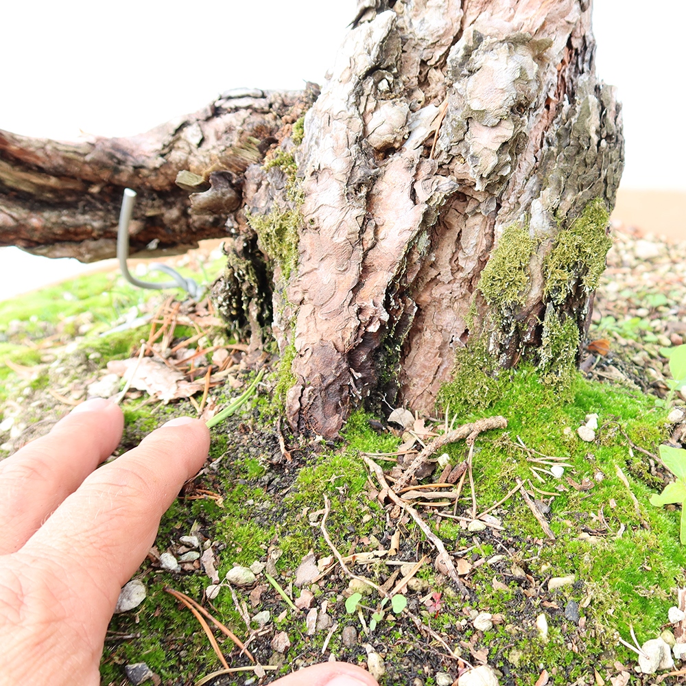 Pinus sylvestris Spanien – Waldkiefer