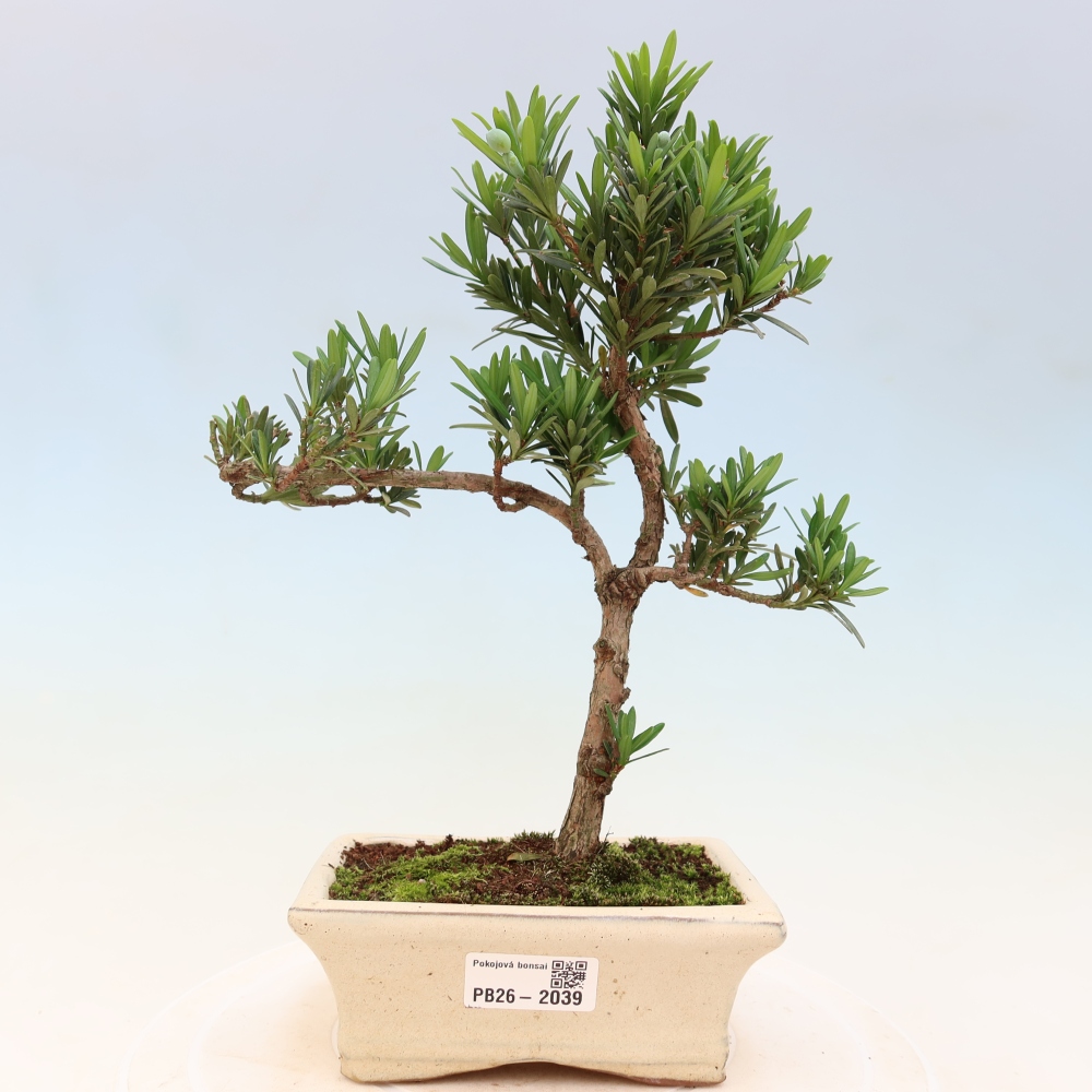 Zimmerbonsai - Podocarpus - Stein-Eibe