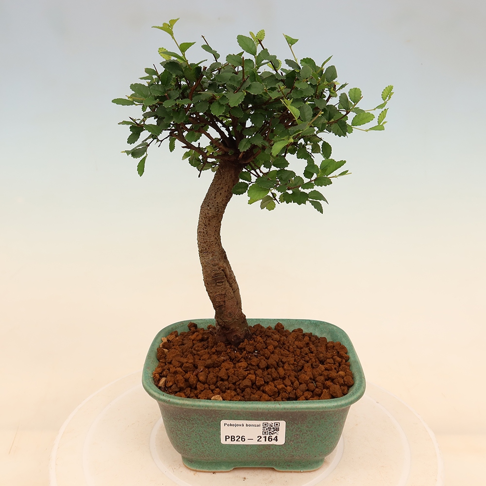 Zimmerbonsai - Ulmus parvifolia - Kleinblättrige Ulme