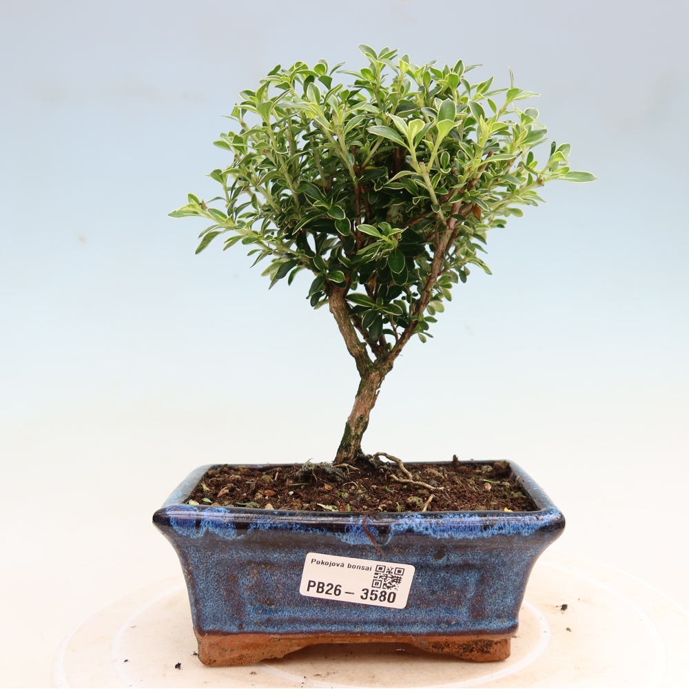 Zimmerbonsai - Serissa foetida Variegata - Baum der Tausend Sterne