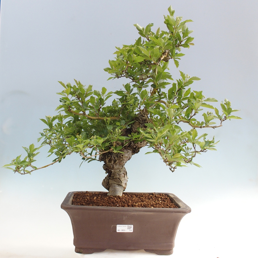 Bonsai für draußen - Weißdorn - Crataegus cuneata