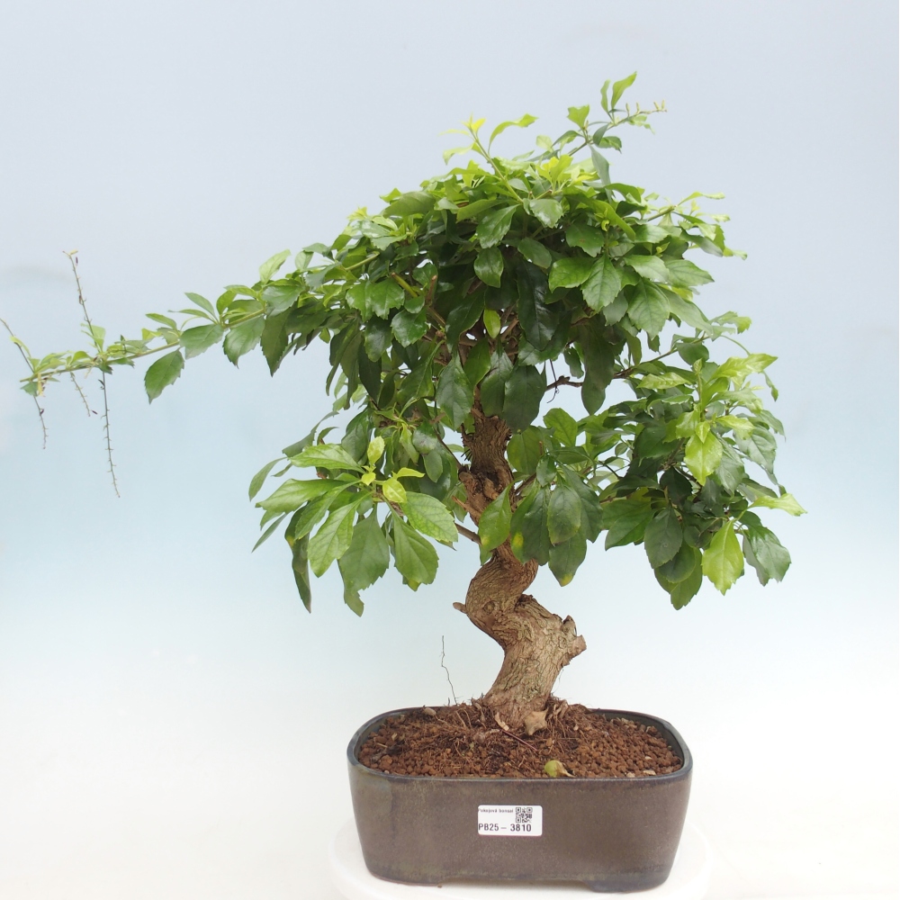 Zimmer Bonsai - Duranta repens -Duranta