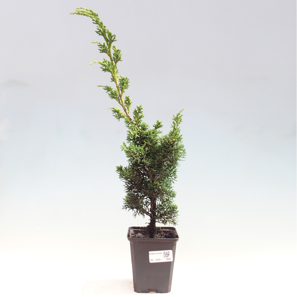 Bonsai für draußen - Juniperus chinensis Kishu