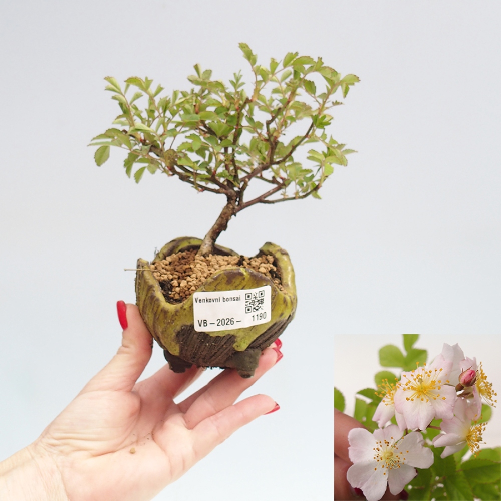 Bonsai für draußen - Rosa sp. - kleinblütige Rose