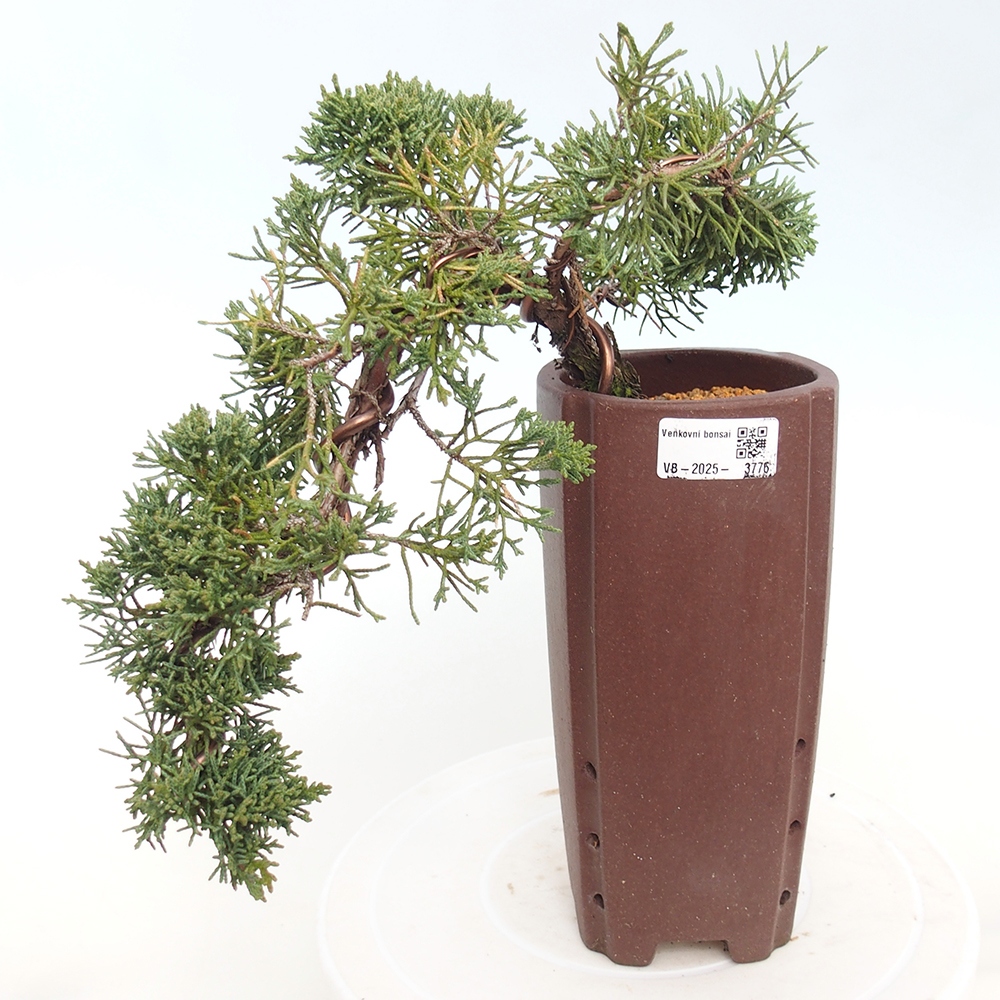 Bonsai für draußen - Juniperus chinensis Kishu