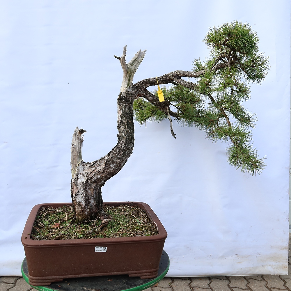 Pinus sylvestris Spanien – Waldkiefer