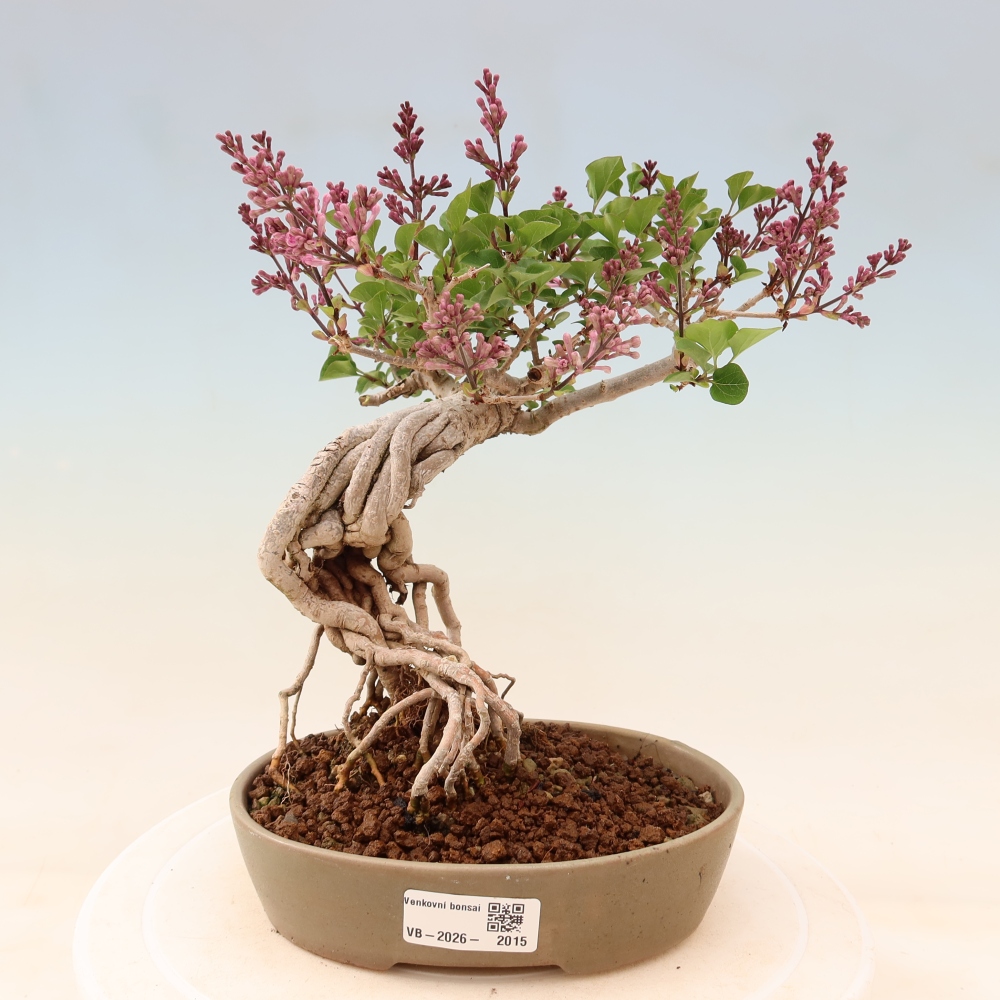 Bonsai für draußen - Syringa microphylla - Kleinblütiger Flieder