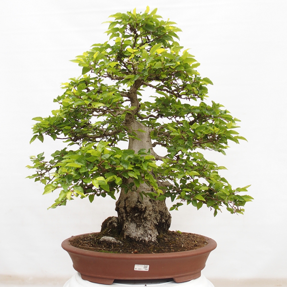 Bonsai für draußen -Carpinus CARPINOIDES - Koreanische Hainbuche