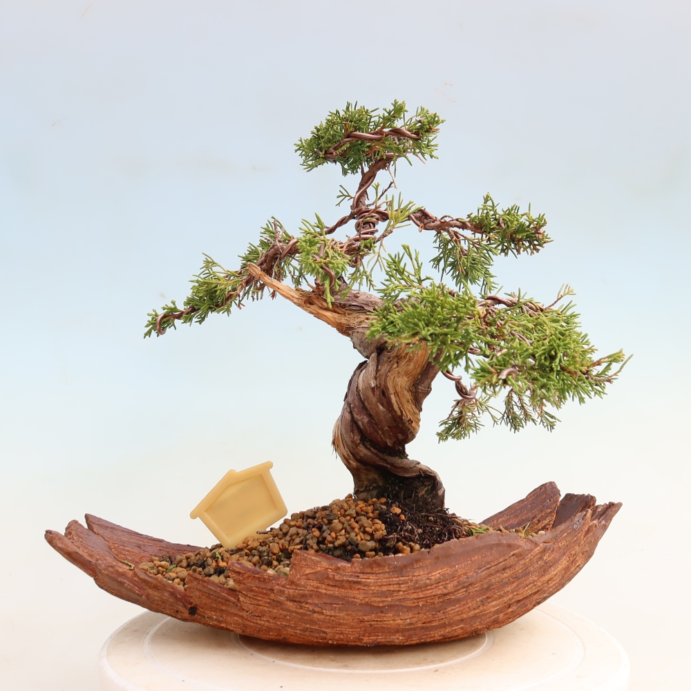 Bonsai für draußen - Juniperus chinensis Itoigawa-Juniperus chinensis