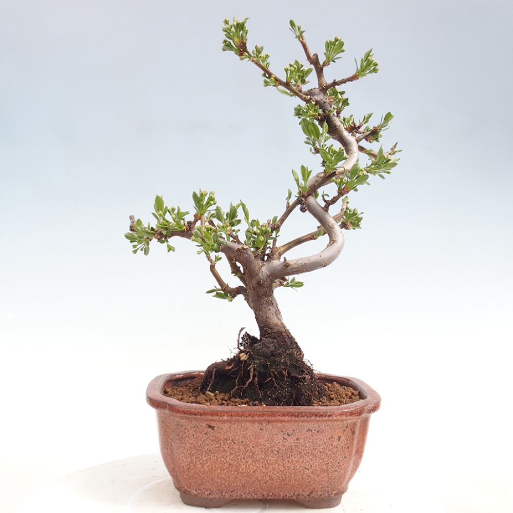 Outdoor Bonsai - Malus sargentii - Kleinfrüchtiger Apfelbaum