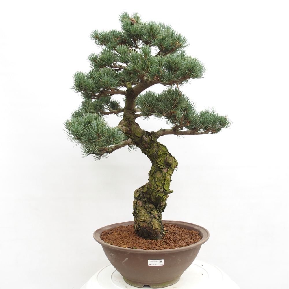 Bonsai für draußen - Pinus parviflora - Pinus parviflora