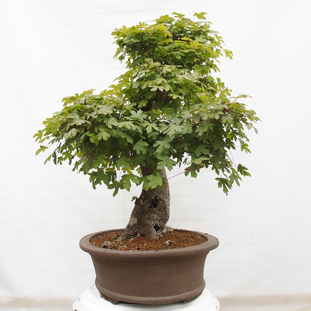 Bonsai für draußen - Französischer Ahorn - Acer Nonspessulanum