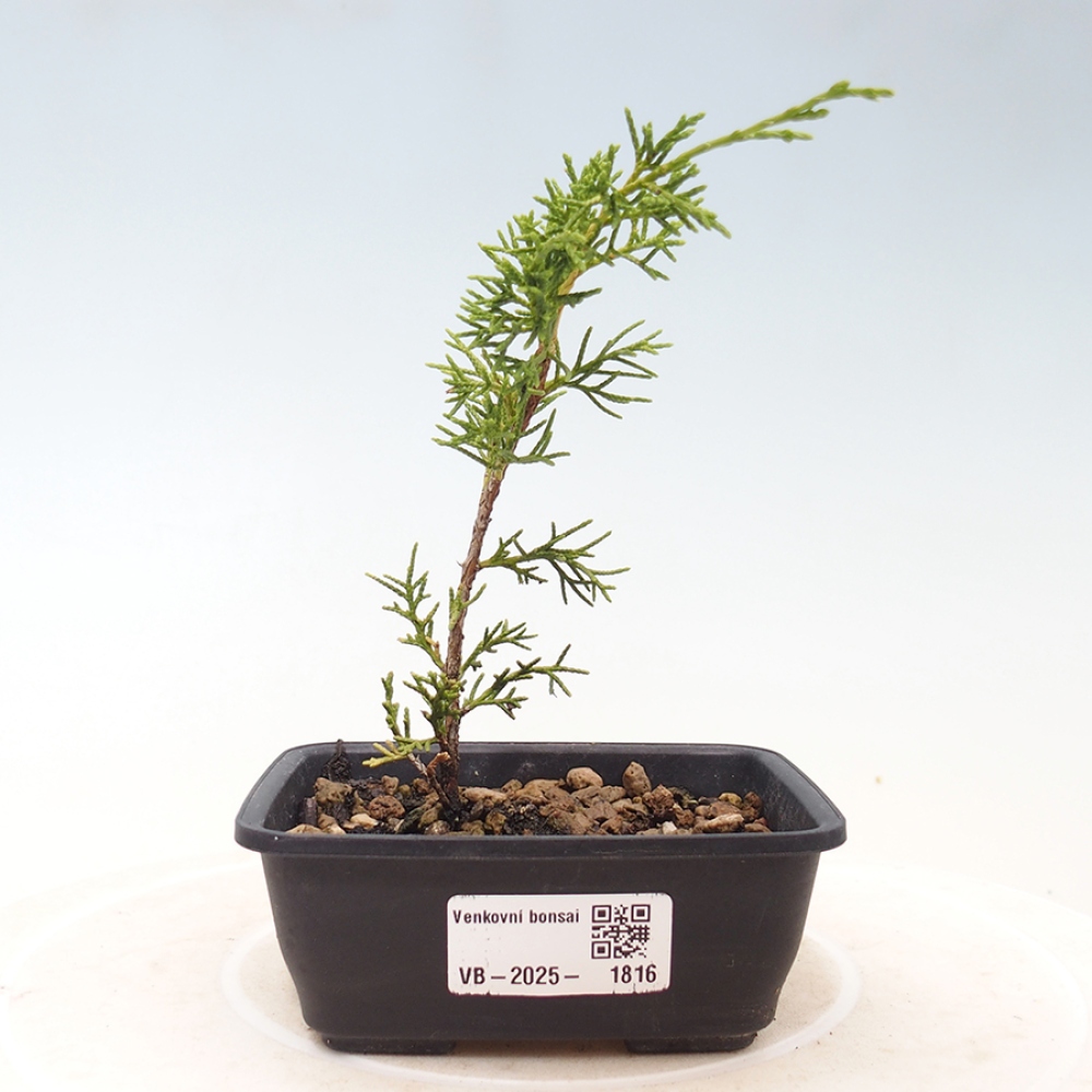 Bonsai für draußen - Juniperus chinensis Itoigawa
