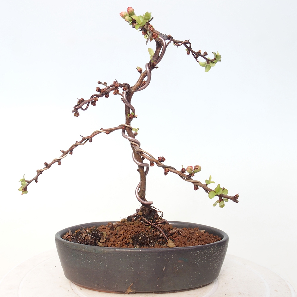 Bonsai für draußen - Chaneomeles s. Red Joy - Quitte