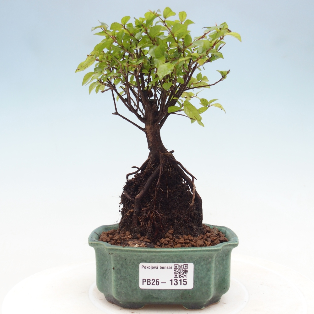 Zimmer Bonsai - Sageretia thea - Sageretia thea