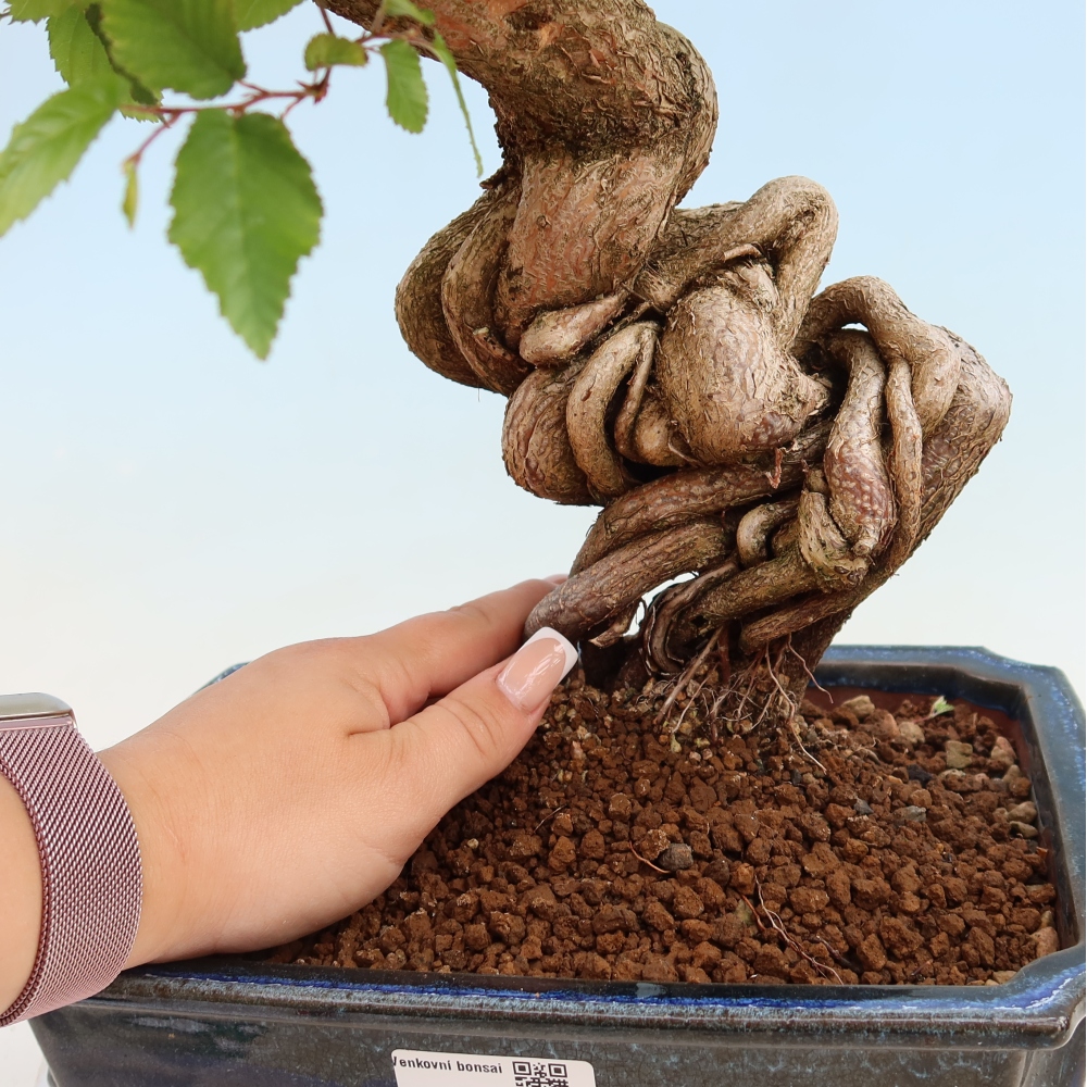 Bonsai für draußen - Karpinus Coreana - Koreanische Hainbuche