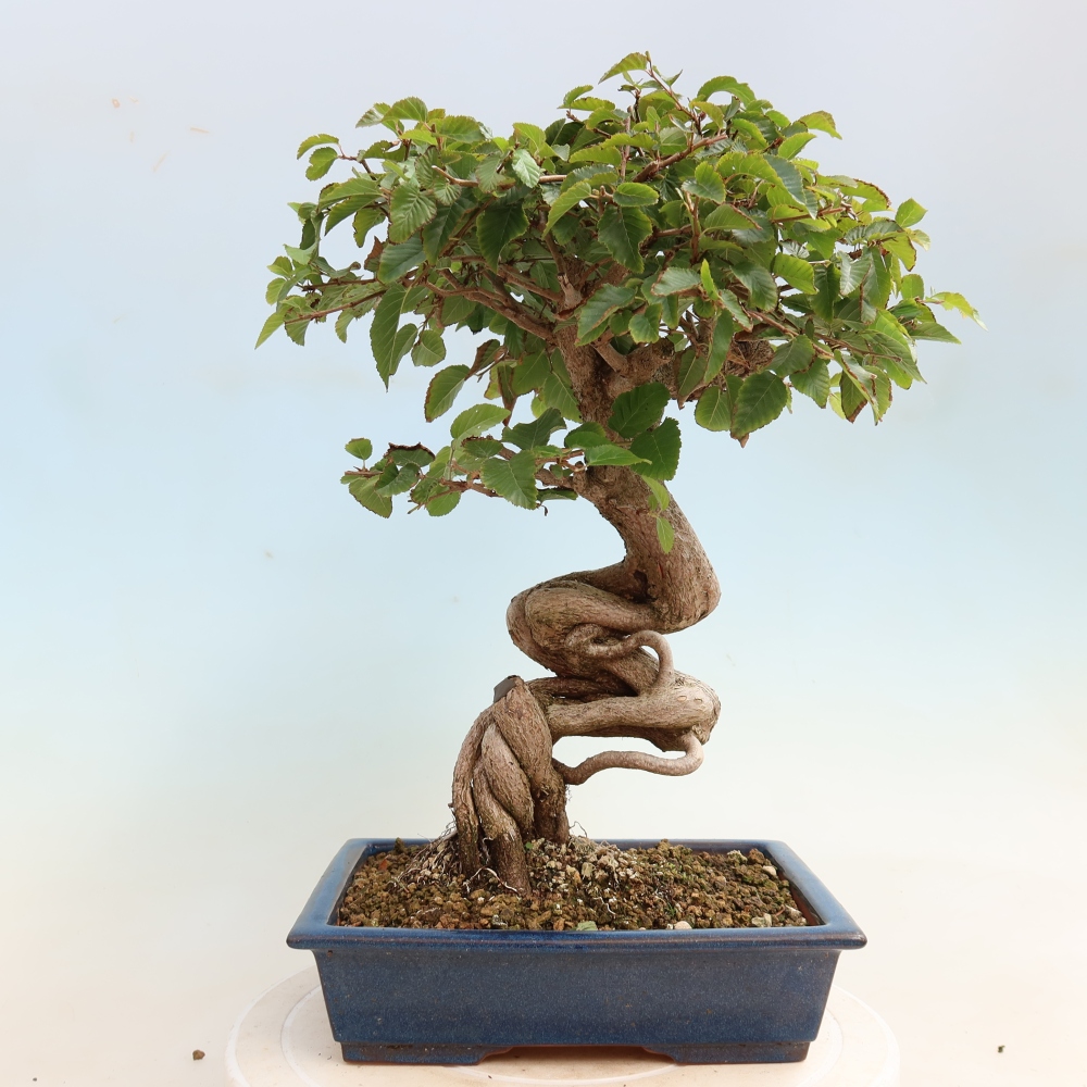 Bonsai für draußen -Carpinus CARPINOIDES - Koreanische Hainbuche