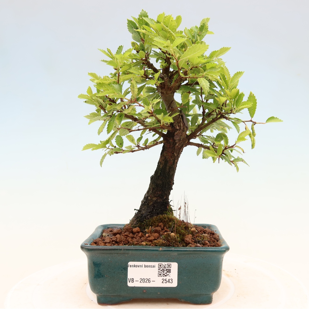 Bonsai für draußen - Zelkova - Zelkova NIRE